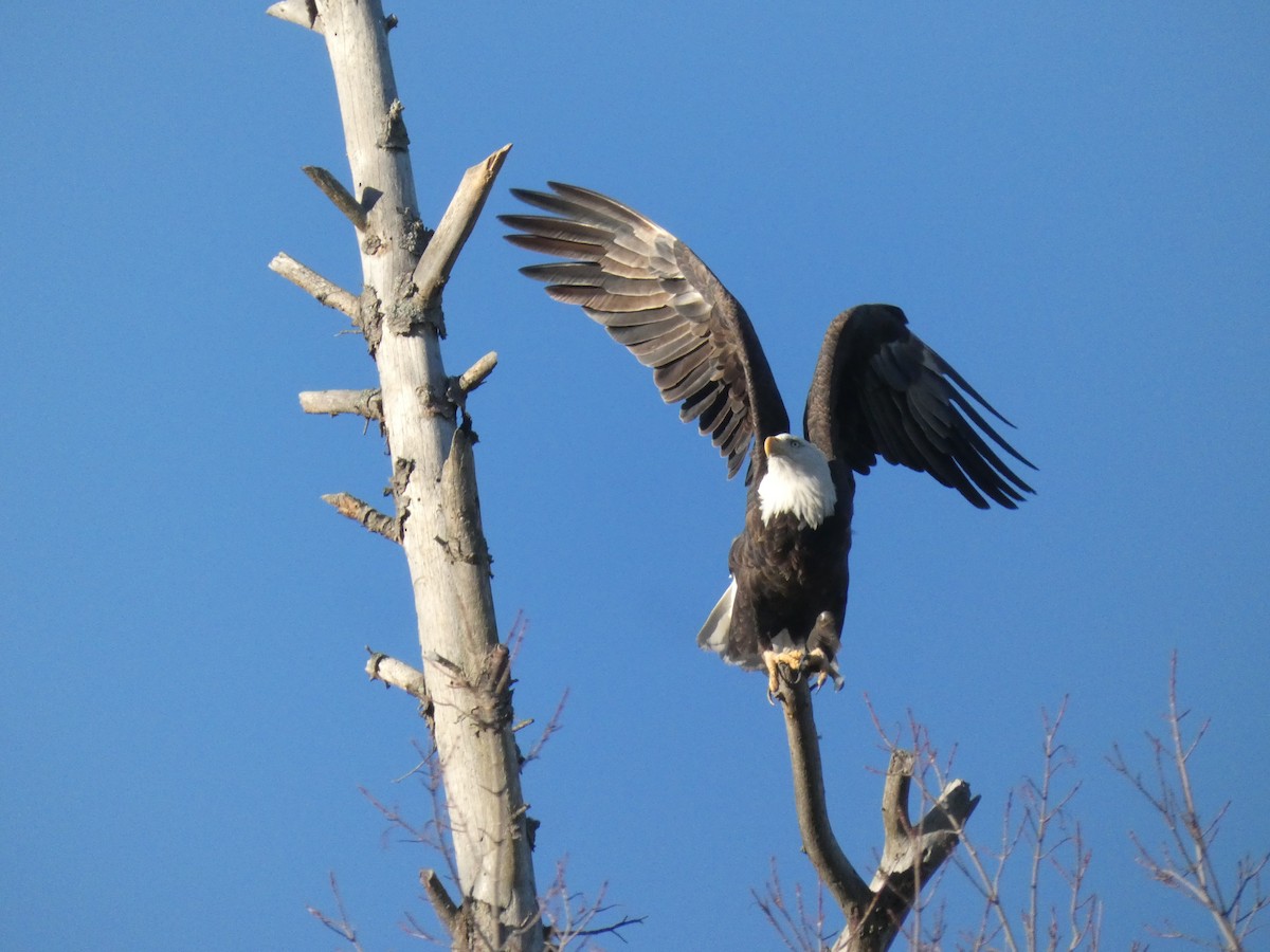 Bald Eagle - ML624304420