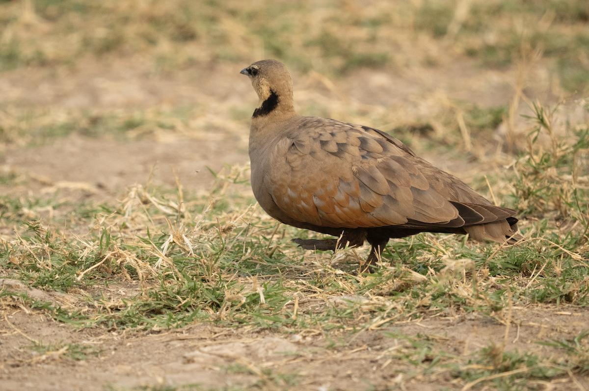 Yellow-throated Sandgrouse - ML624304429