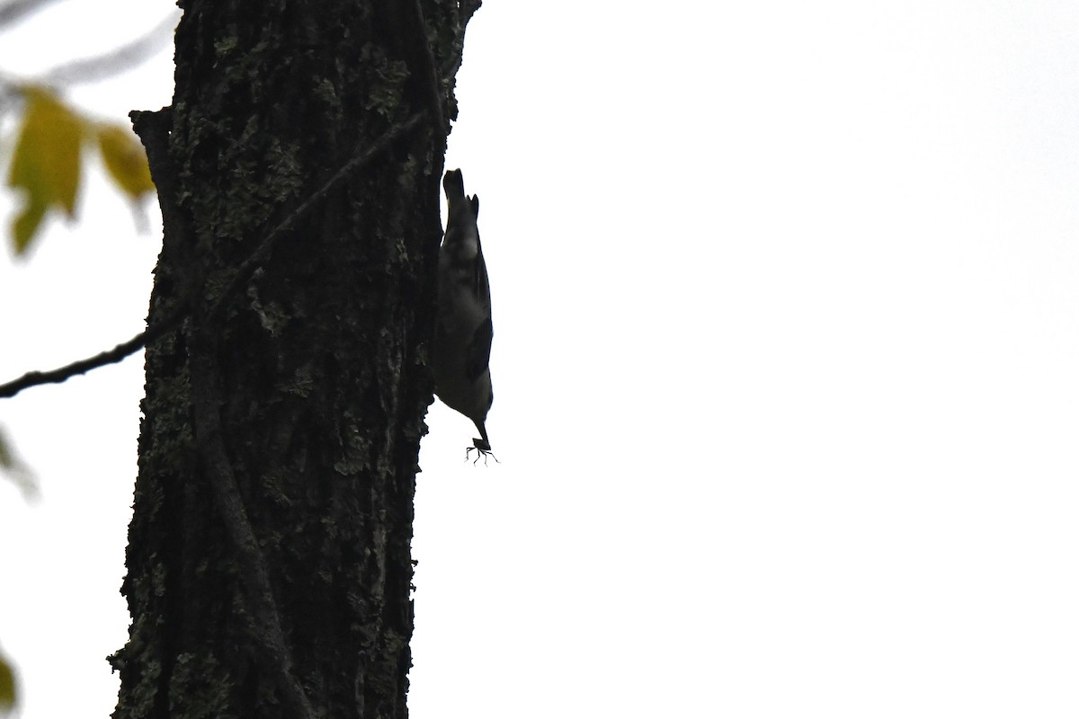 White-breasted Nuthatch - ML624304638