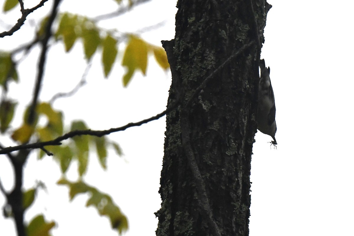 White-breasted Nuthatch - ML624304639