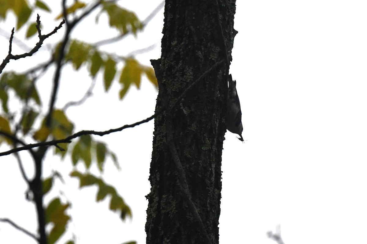 White-breasted Nuthatch - ML624304640