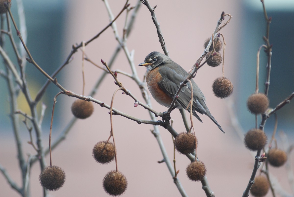 American Robin - ML624304717