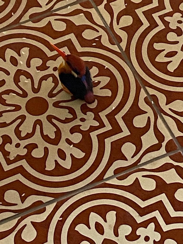 Black-backed Dwarf-Kingfisher - ML624304994