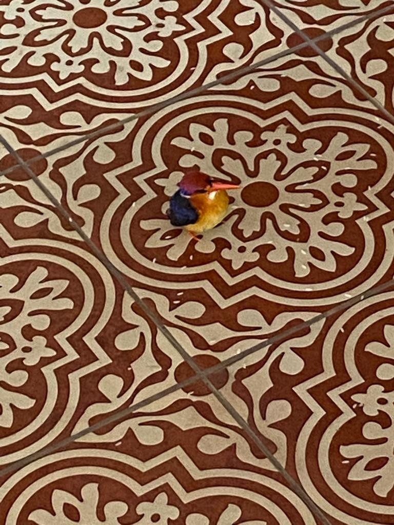 Black-backed Dwarf-Kingfisher - ML624304995