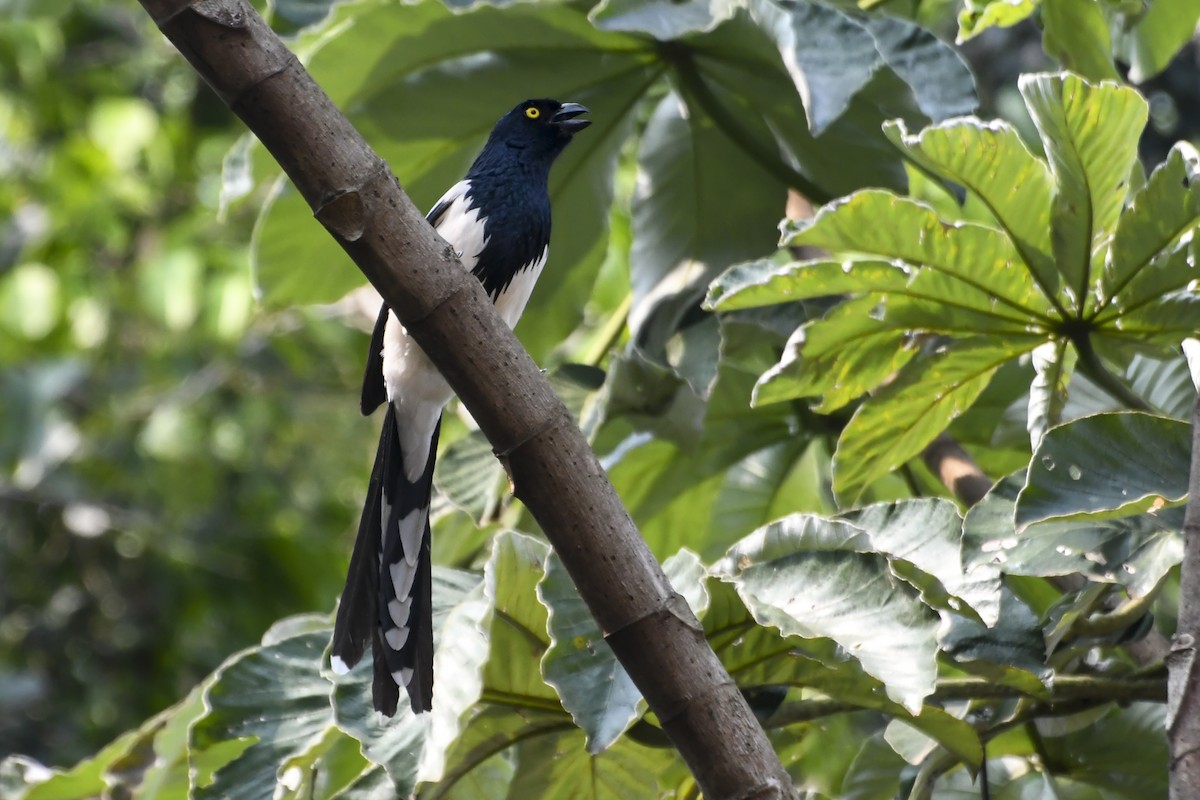 Magpie Tanager - ML624305132