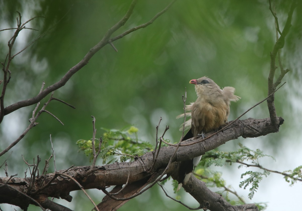 Sirkeer Malkoha - ML624305381