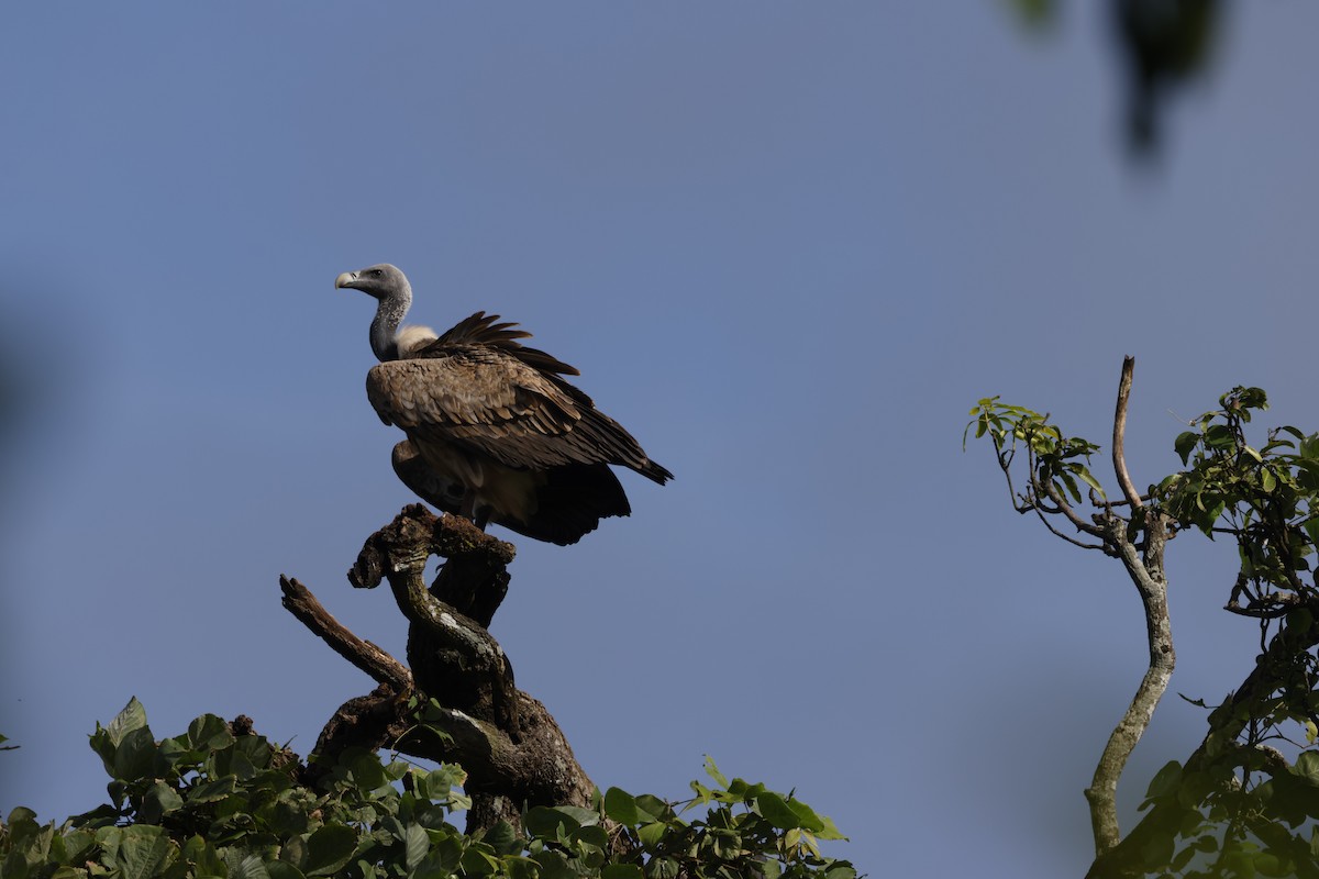 Indian Vulture - ML624305414