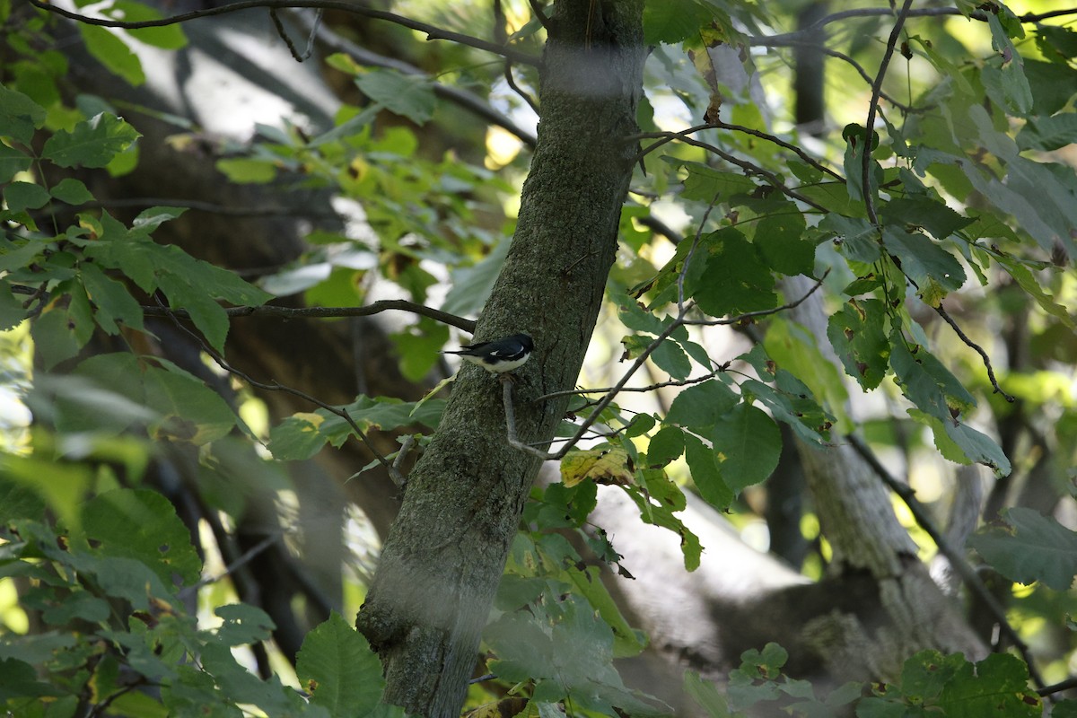 Black-throated Blue Warbler - ML624305528