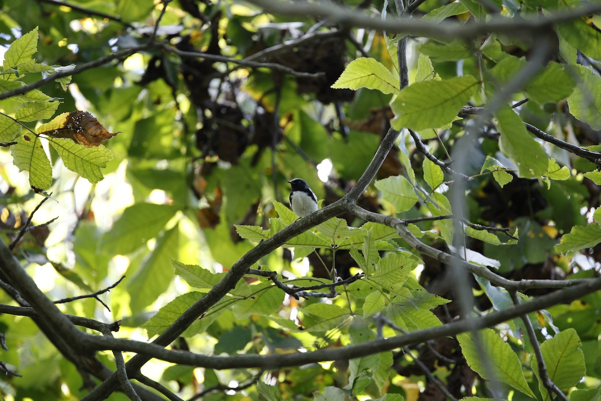 Black-throated Blue Warbler - ML624305533