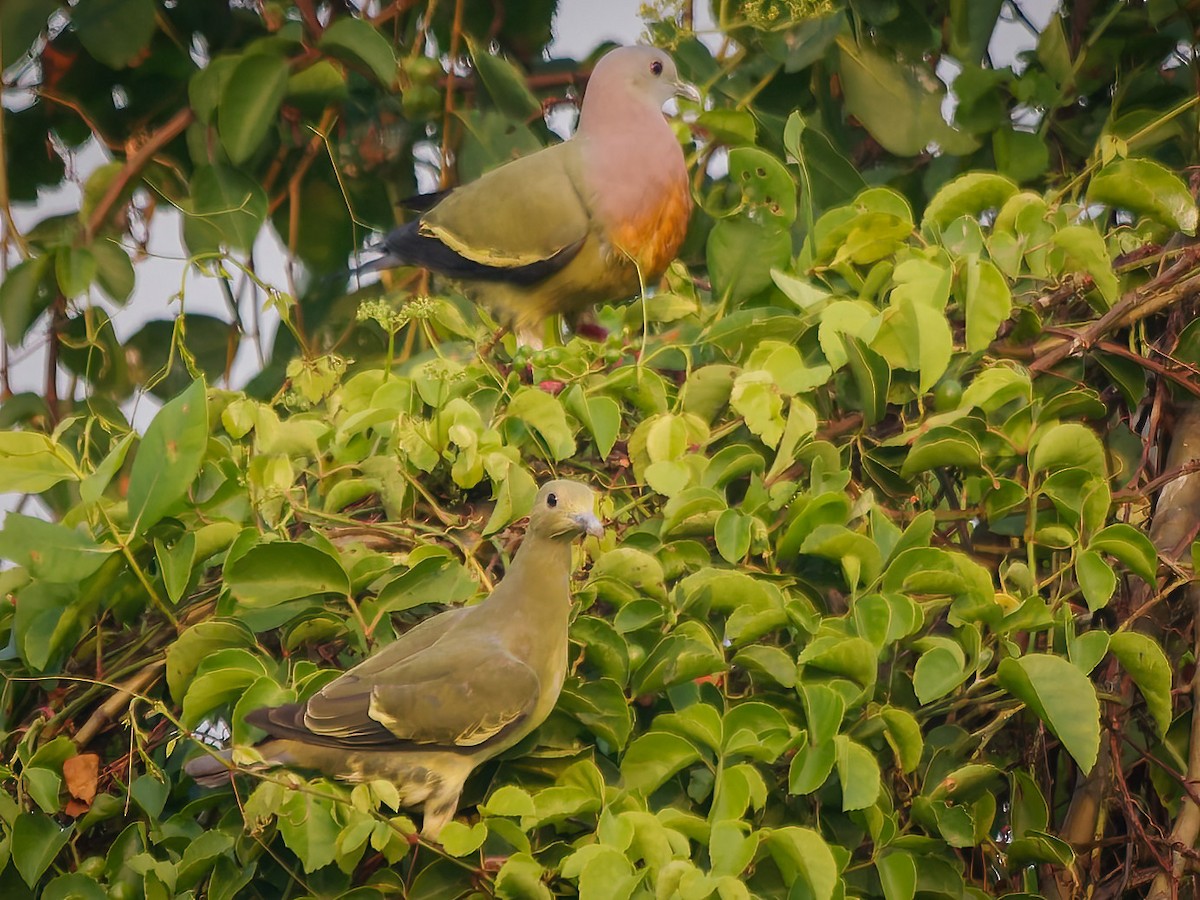 Pink-necked Green-Pigeon - ML624305538