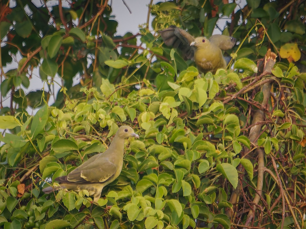 Pink-necked Green-Pigeon - ML624305539