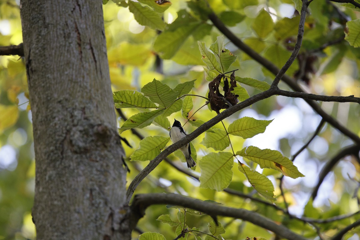Black-throated Blue Warbler - ML624305540