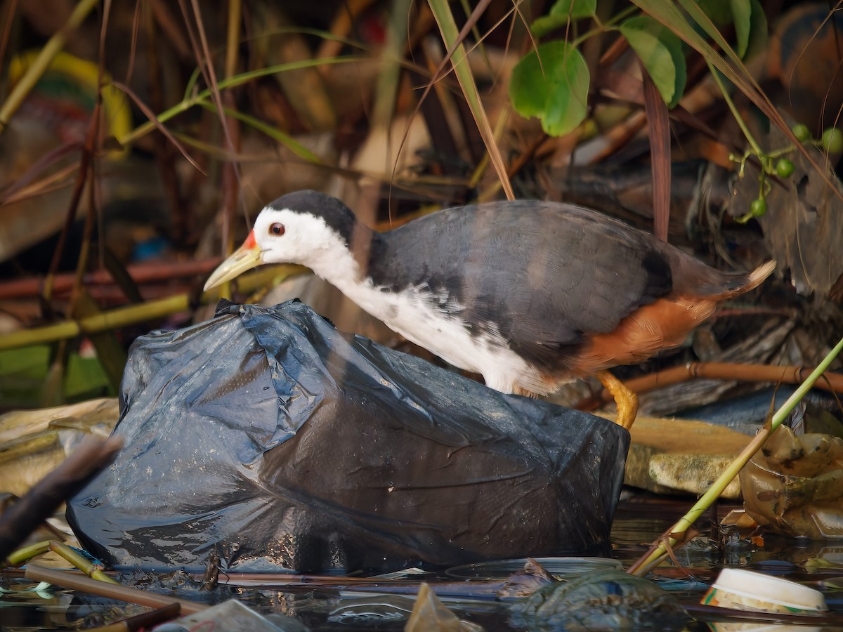 White-breasted Waterhen - ML624305591