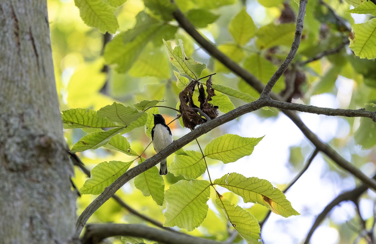 Black-throated Blue Warbler - ML624305649