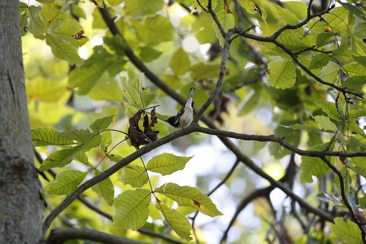 Black-throated Blue Warbler - ML624305662