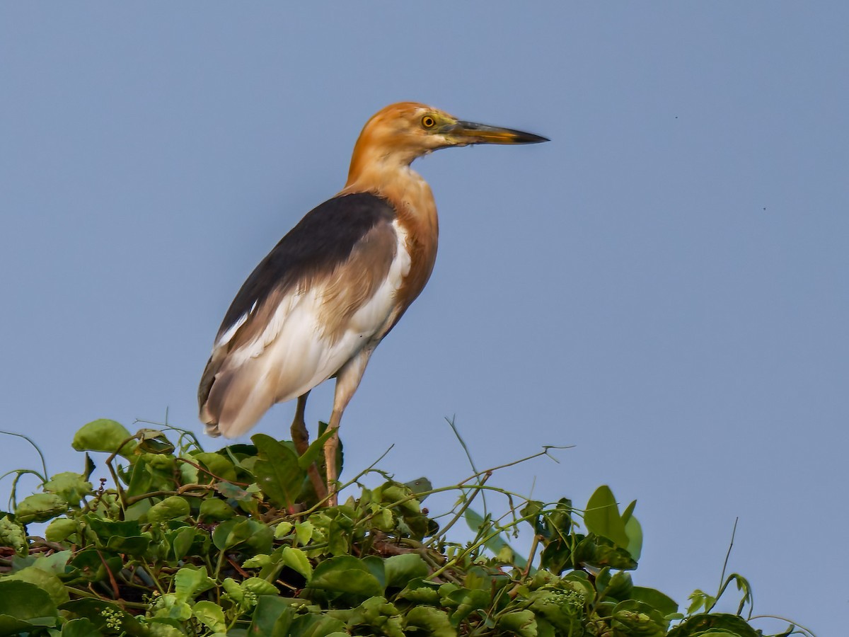 Javan Pond-Heron - ML624305696