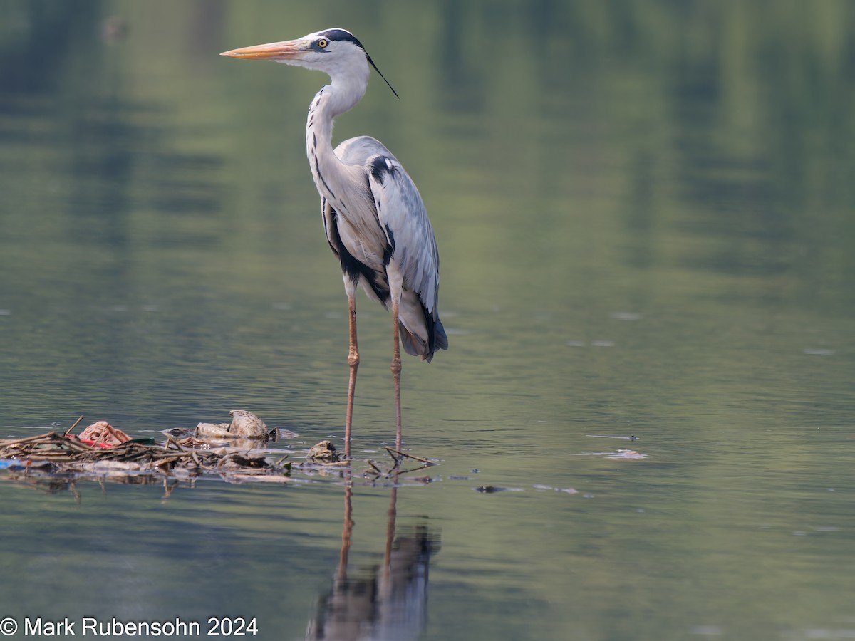 Gray Heron - ML624305707