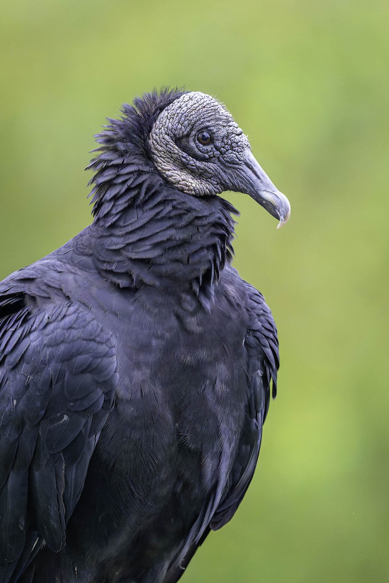 Black Vulture - ML624305762
