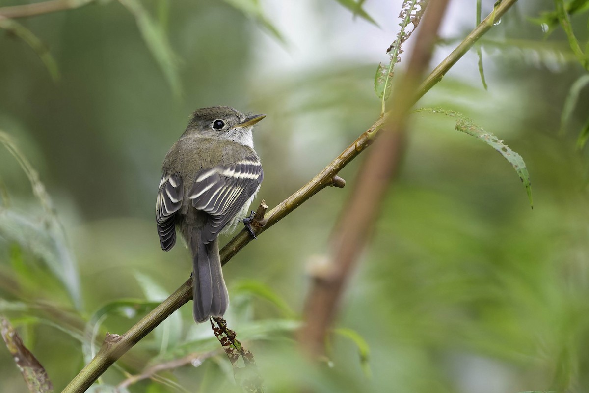 Least Flycatcher - ML624305766