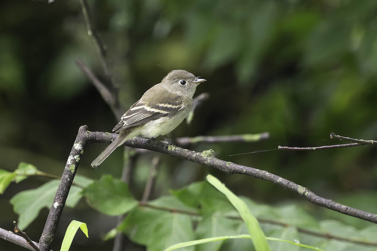 Least Flycatcher - ML624305767