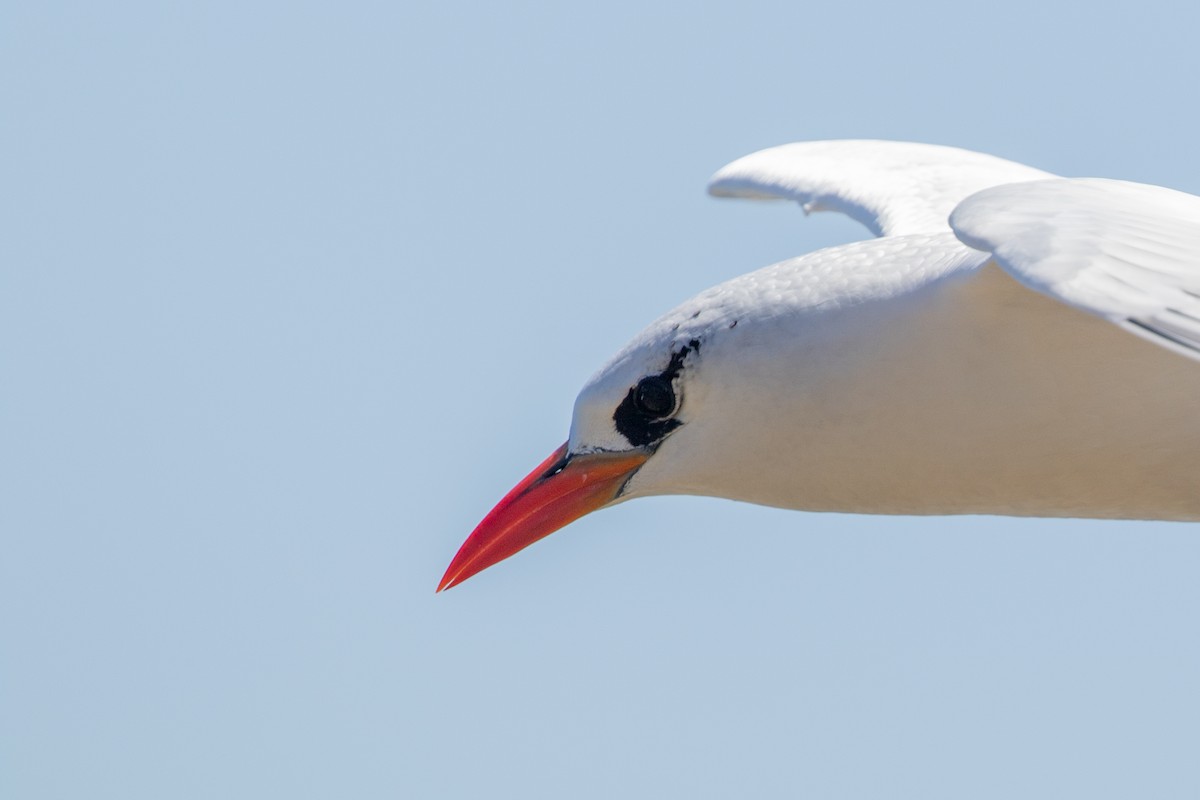 Red-tailed Tropicbird - ML624305777