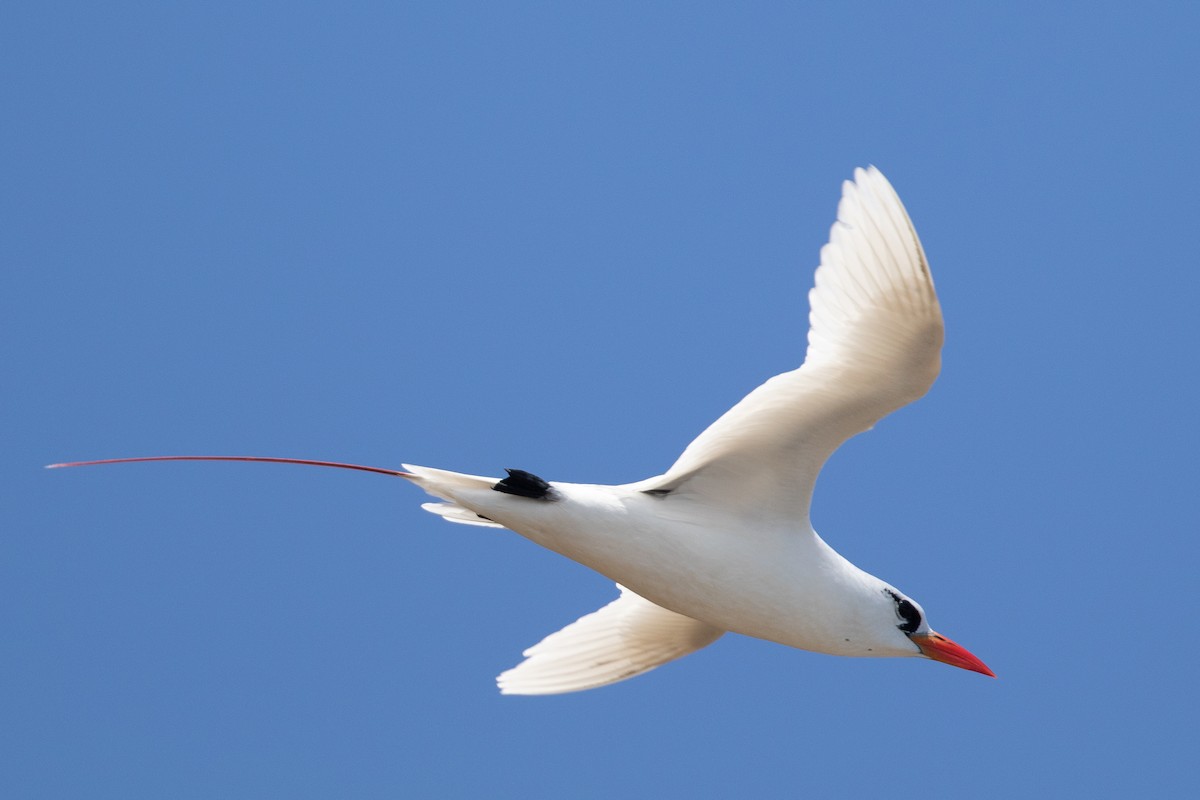 Red-tailed Tropicbird - ML624305778