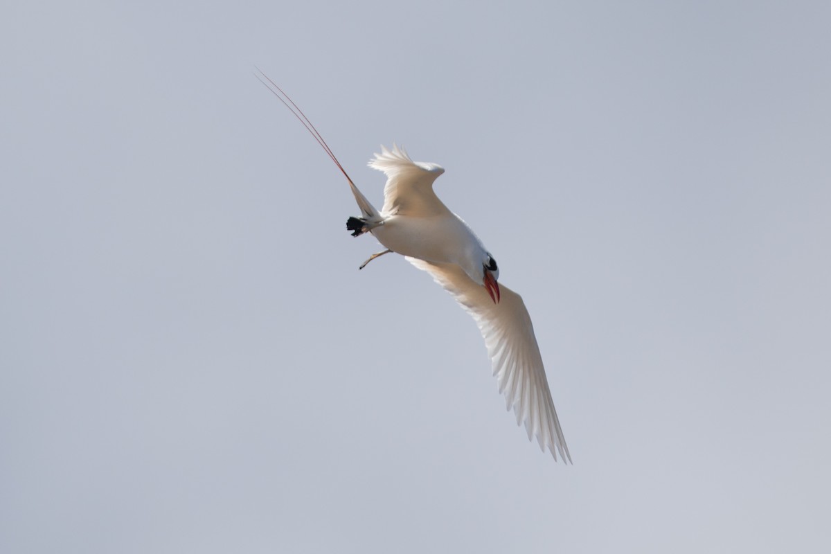 Red-tailed Tropicbird - ML624305779