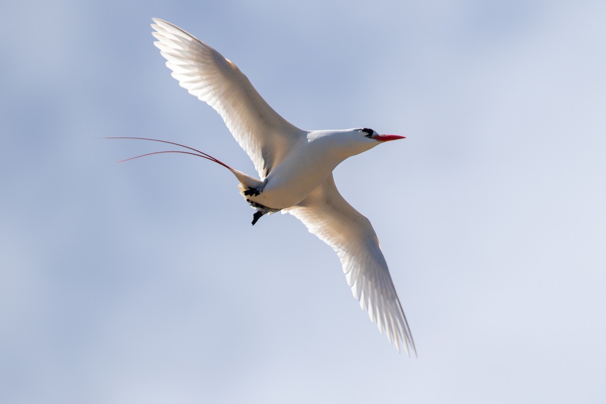 Red-tailed Tropicbird - ML624305780