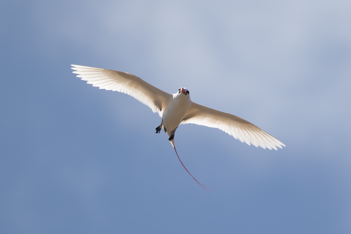 Red-tailed Tropicbird - ML624305781