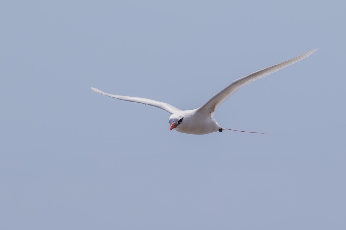 Red-tailed Tropicbird - ML624305784