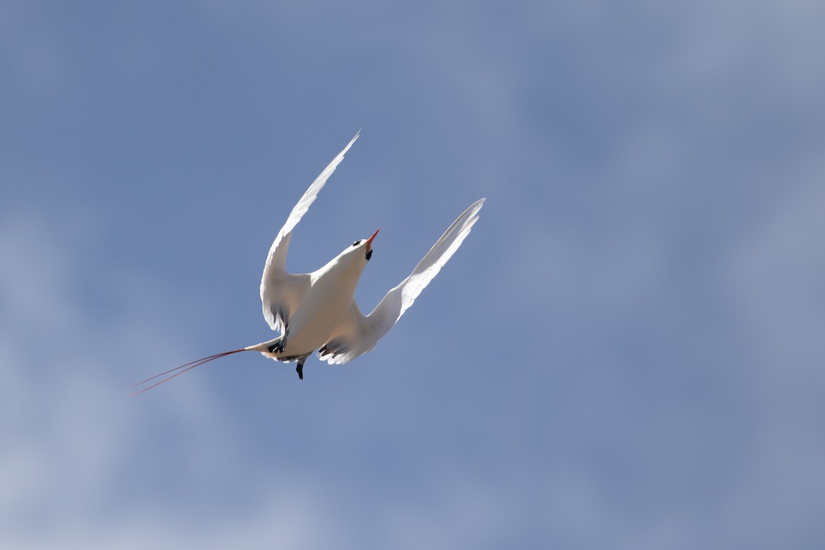 Red-tailed Tropicbird - Cory Gregory