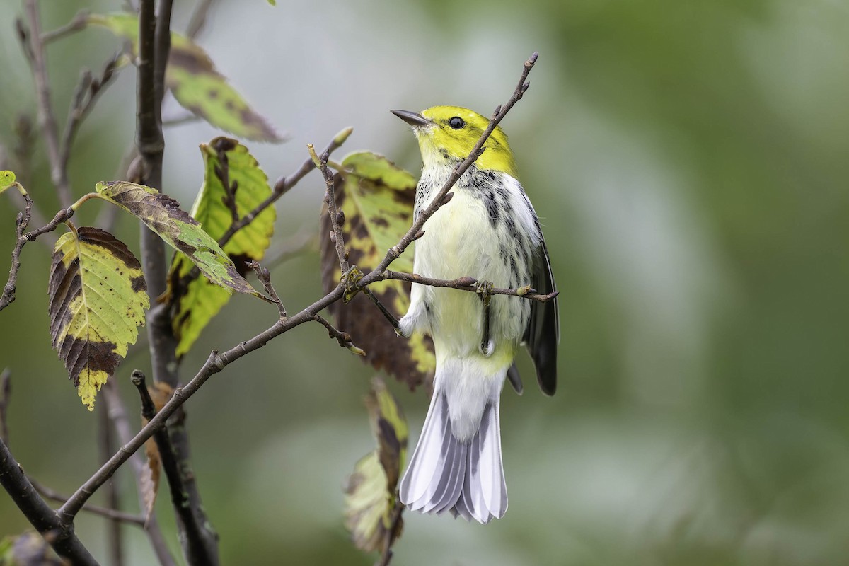 Black-throated Green Warbler - ML624305786