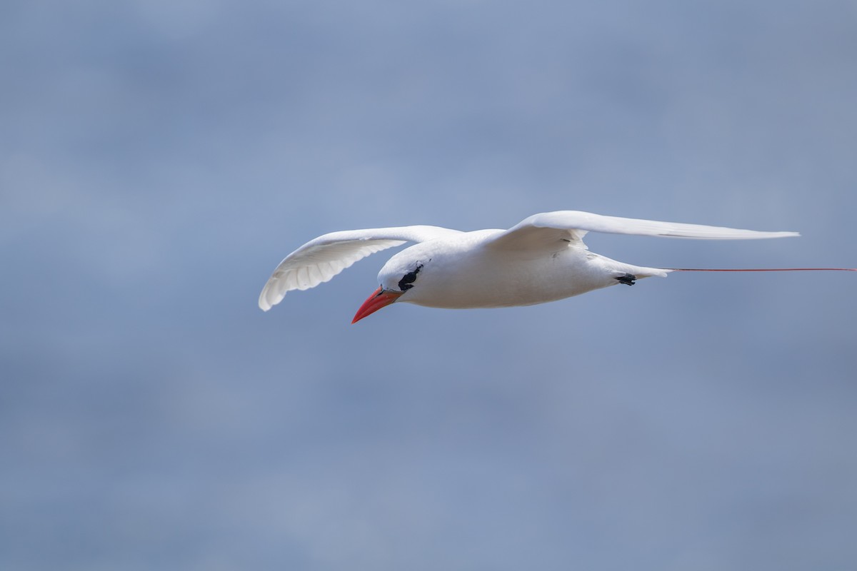 Red-tailed Tropicbird - ML624305787