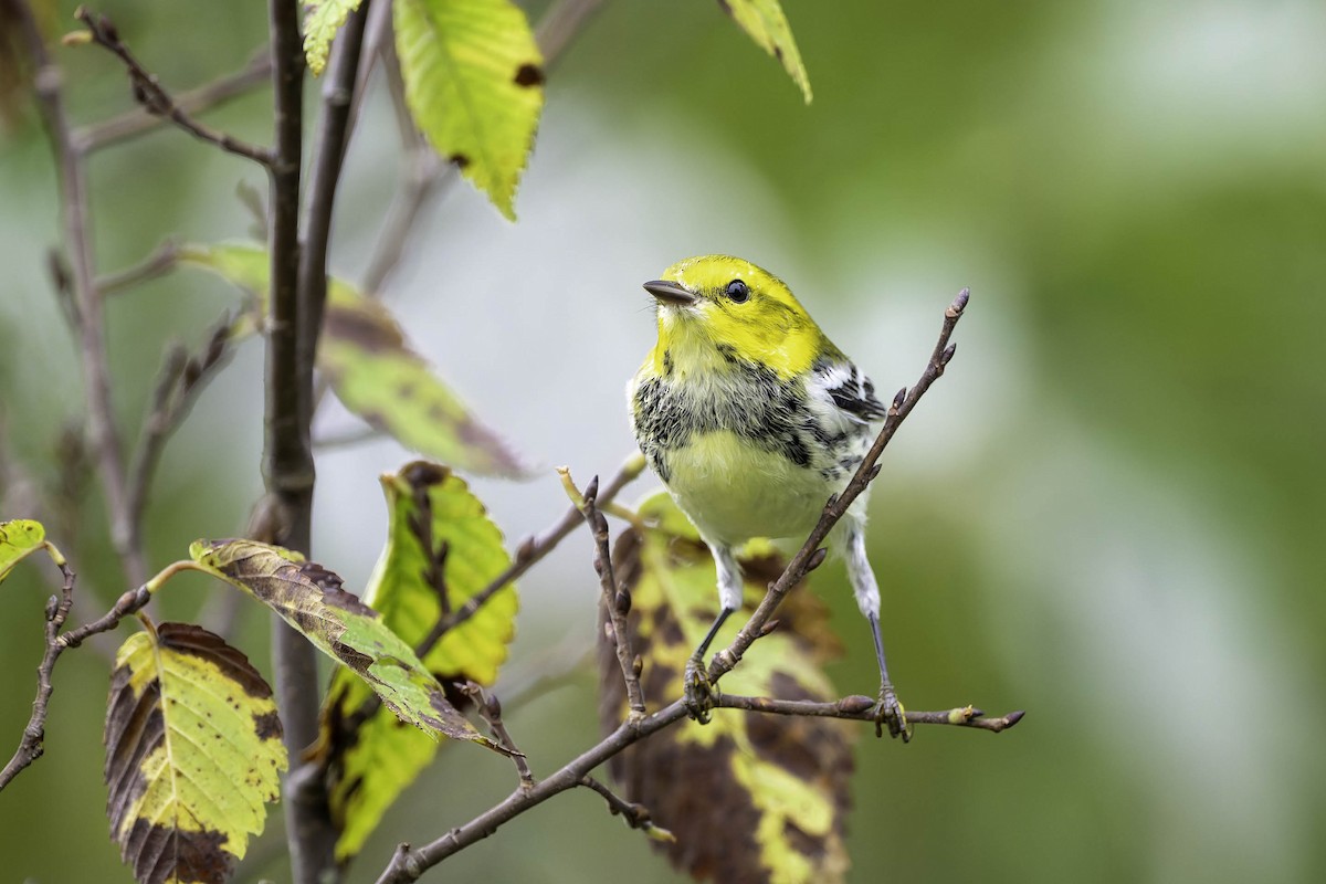 Black-throated Green Warbler - ML624305790