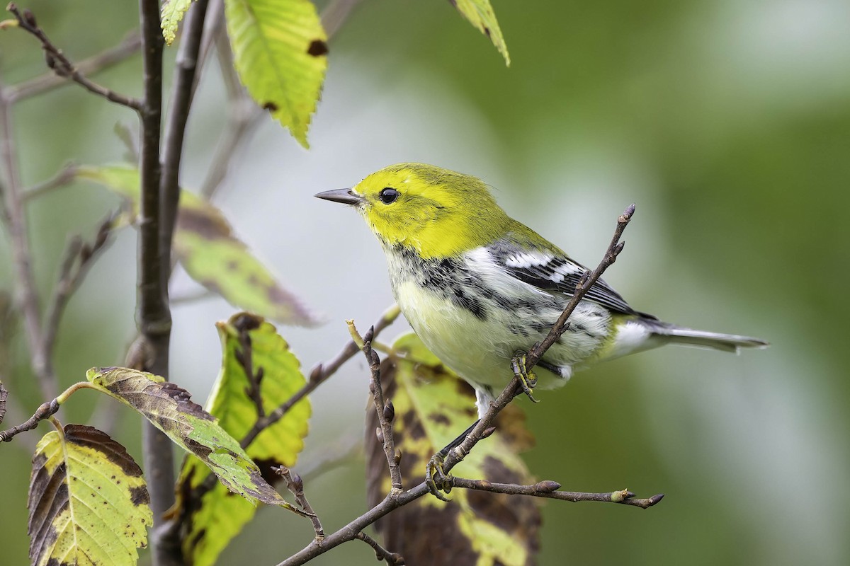 Black-throated Green Warbler - ML624305792