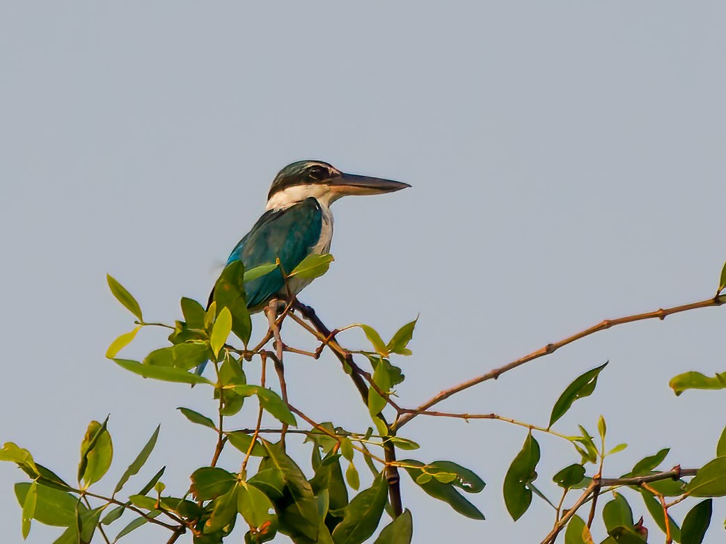 Collared Kingfisher - ML624305804