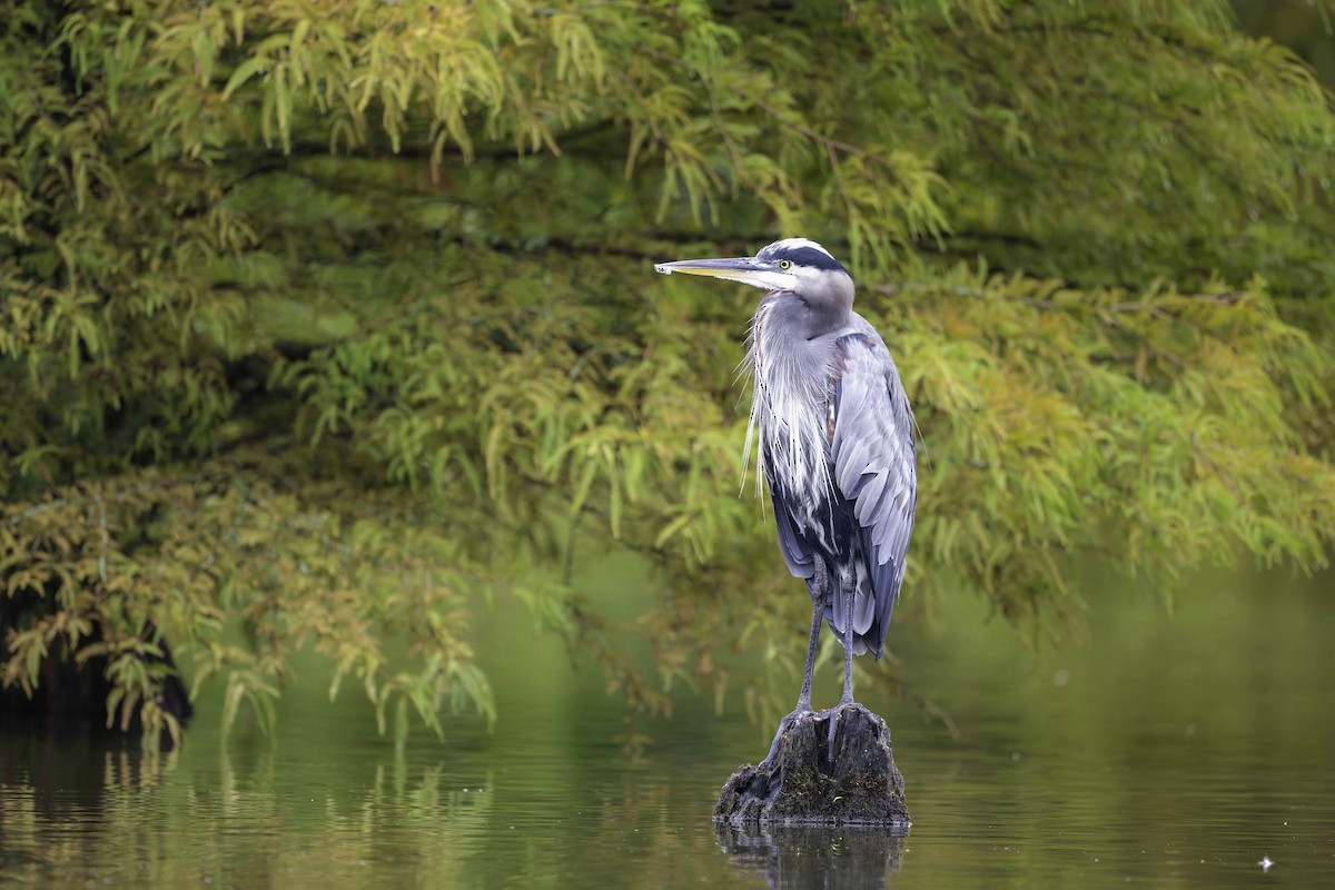 Great Blue Heron - ML624305805