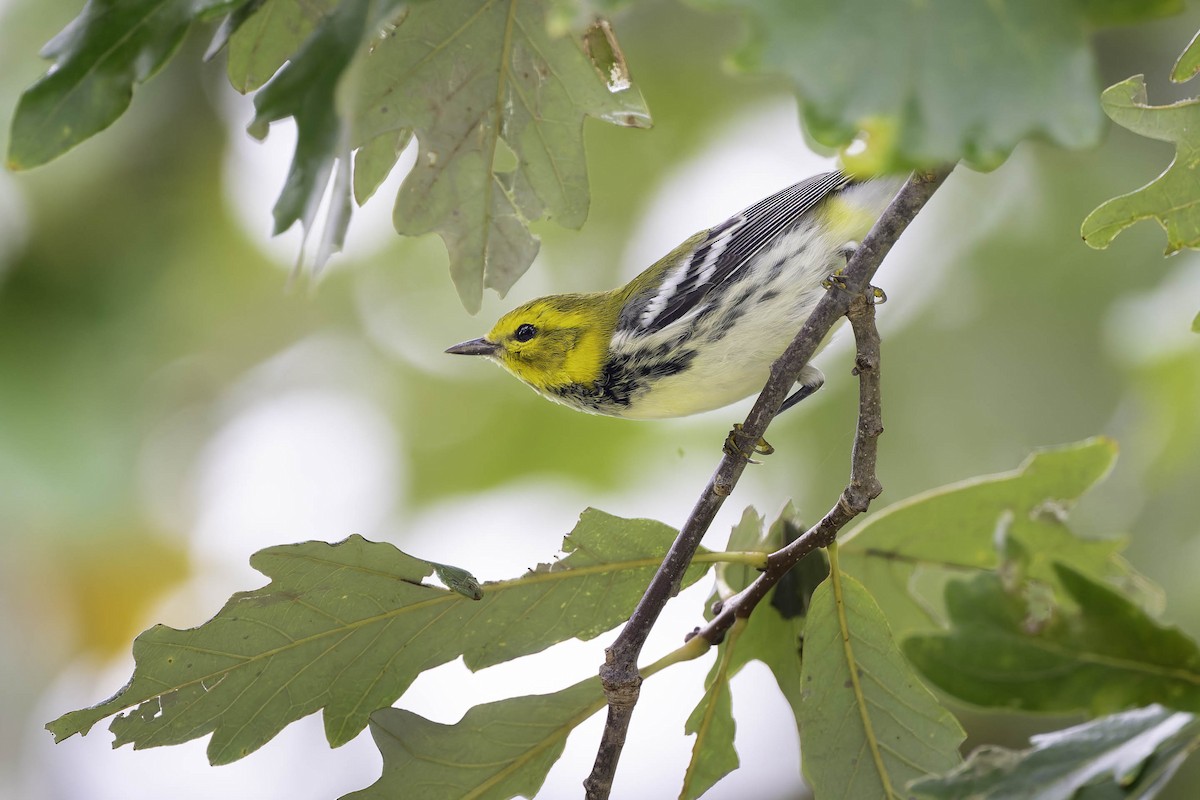 Black-throated Green Warbler - ML624305808