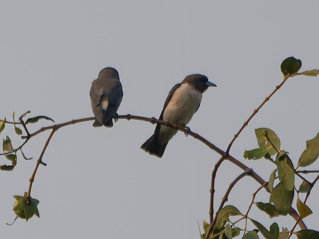 White-breasted Woodswallow - ML624305810