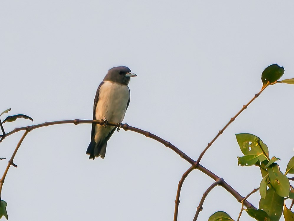 White-breasted Woodswallow - ML624305811