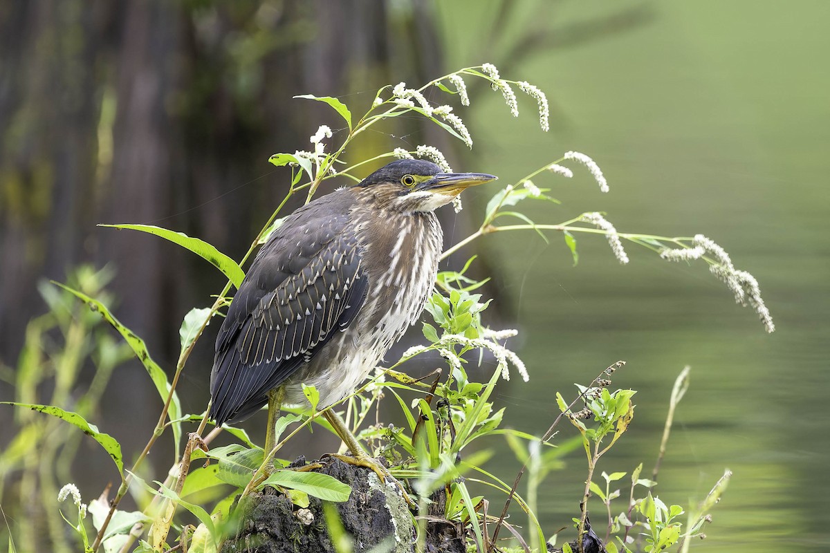 Green Heron - ML624305814