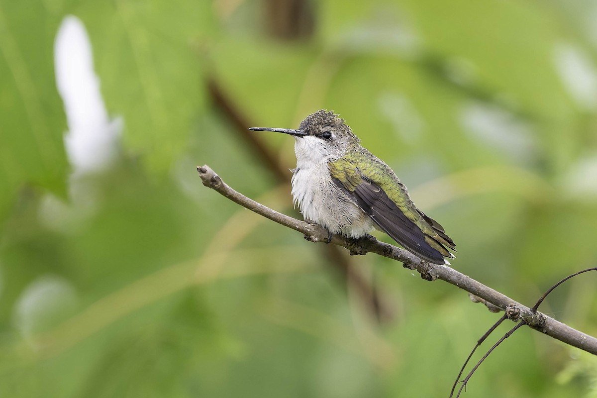 Ruby-throated Hummingbird - ML624305827
