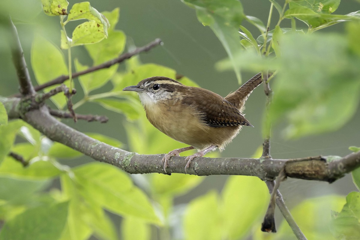 Carolina Wren - ML624305843