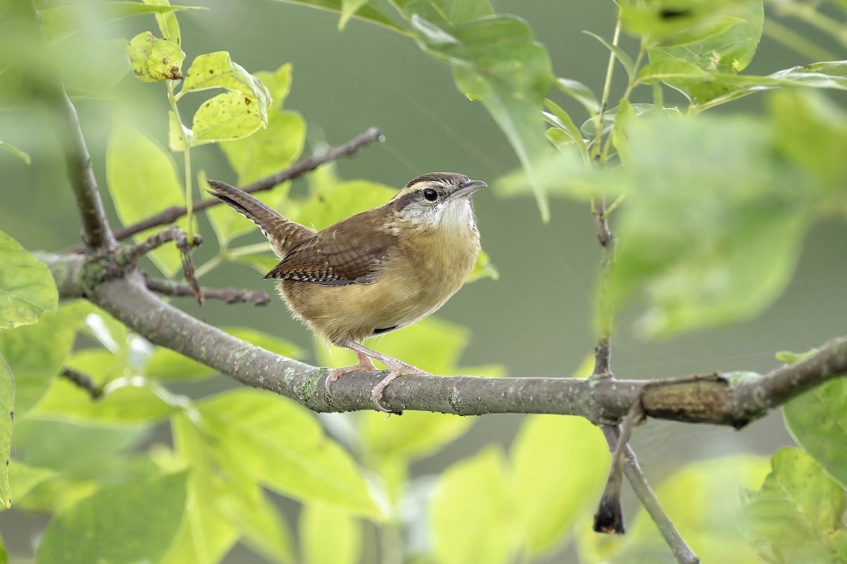 Carolina Wren - ML624305848