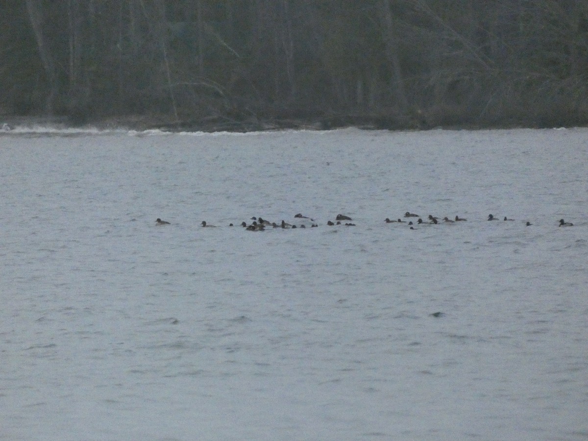 Ring-necked Duck - ML624305961