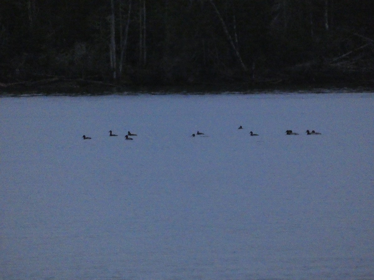 Ring-necked Duck - ML624306008