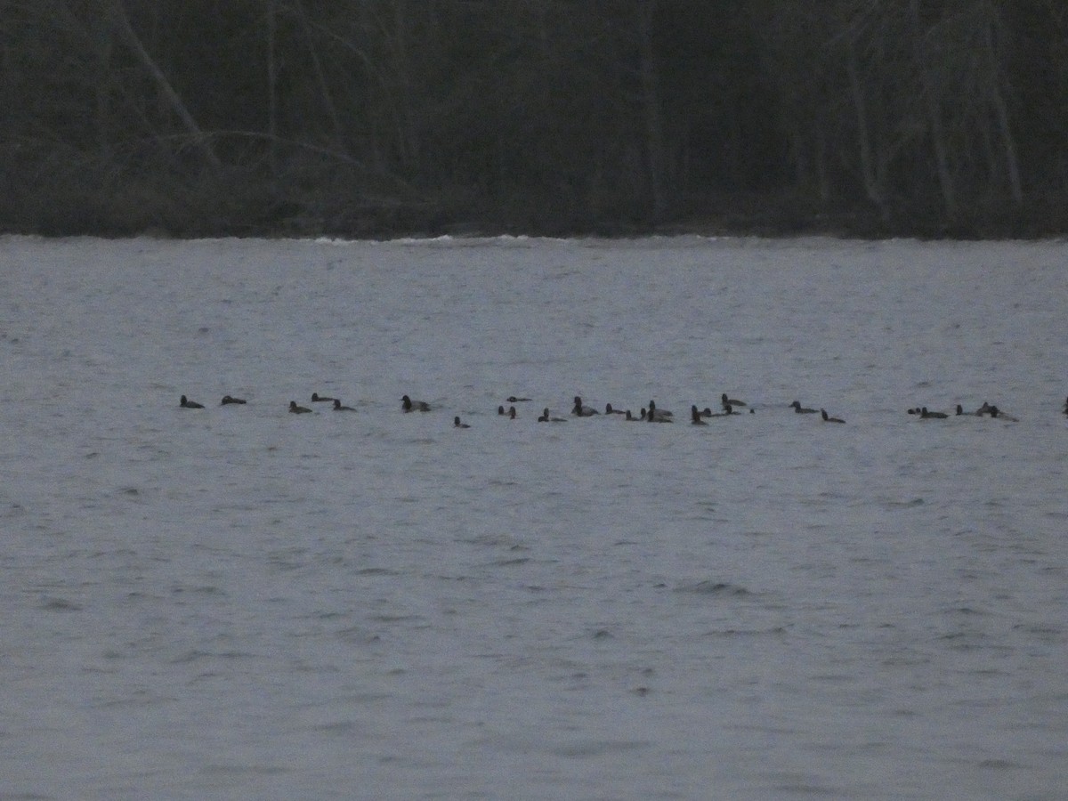 Greater Scaup - ML624306061