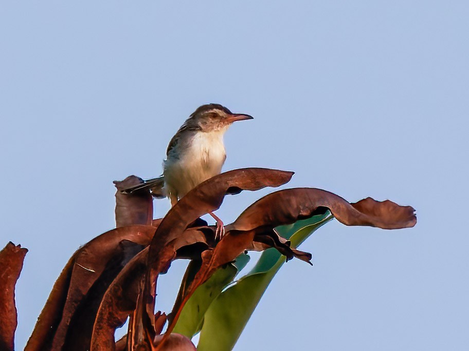 Plain Prinia - ML624306076