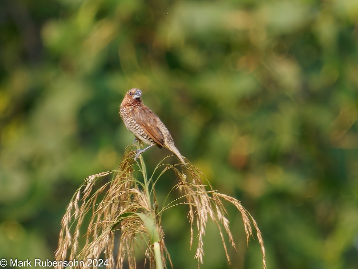 Scaly-breasted Munia - ML624306116