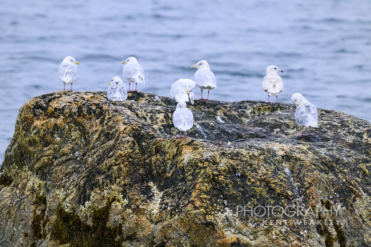 Iceland Gull - ML624306180